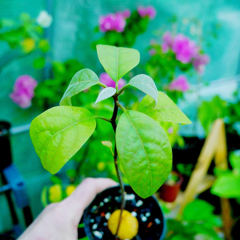 Plant image Persea americana  syn. Persea gratissima
