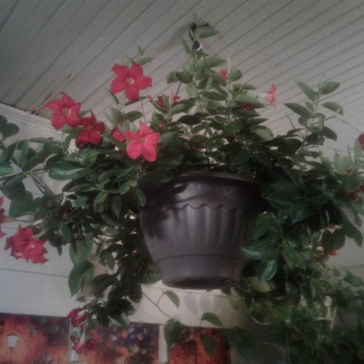Plant image Mandevilla sanderi 'Firestorm'