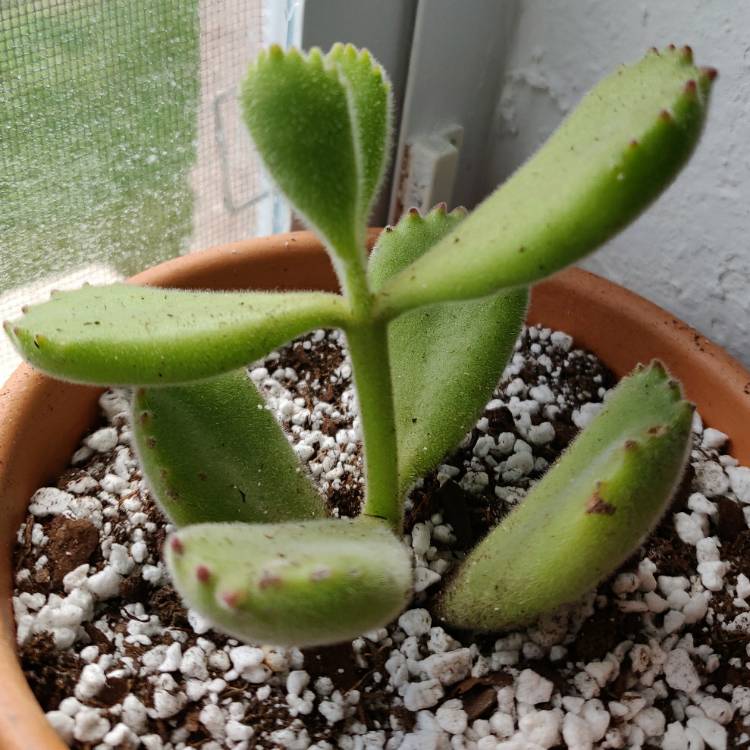 plant image 1141892 plant image 1141892