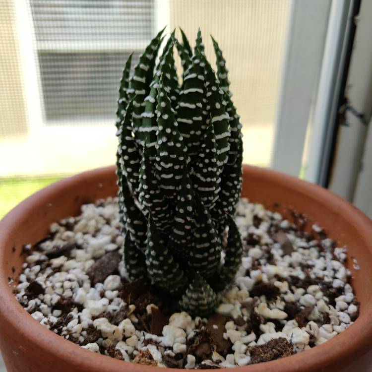 plant image 1142289