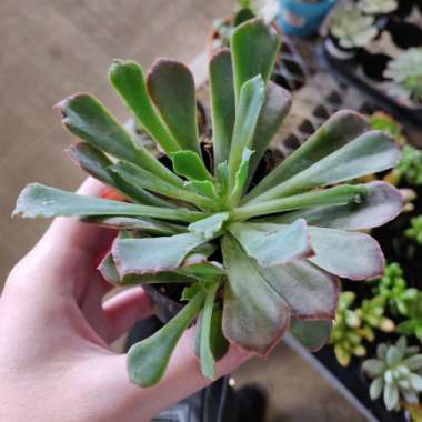Echeveria Shaviana Pink Frills