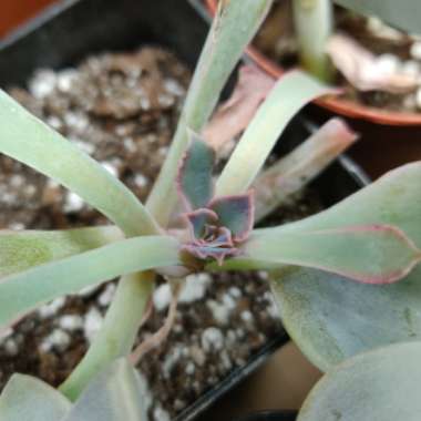 Echeveria Shaviana Pink Frills
