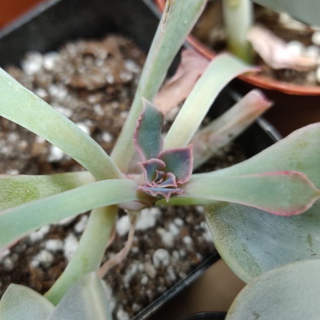 plant image 1194989 plant image 1194989