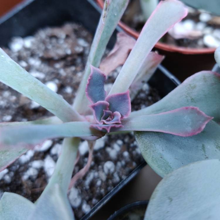 plant image 1196672 plant image 1196672