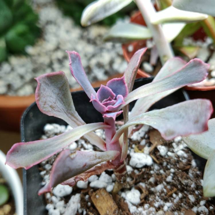 plant image 1199886 plant image 1199886