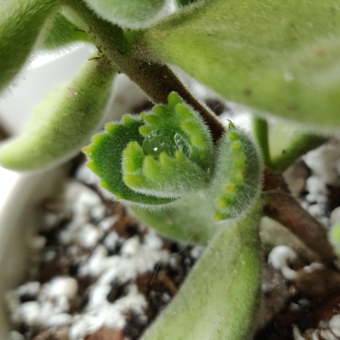 plant image 1212721 plant image 1212721