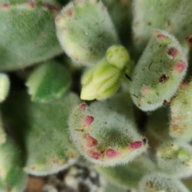 Cotyledon tomentosa Variegata