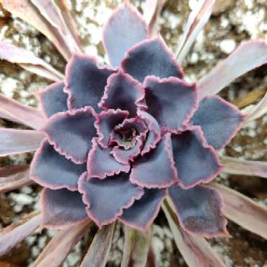 Echeveria Shaviana Pink Frills