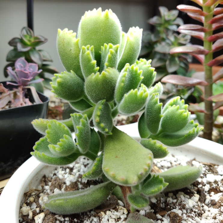 plant image 1251143 plant image 1251143