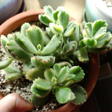 Cotyledon tomentosa Variegata