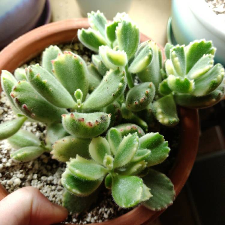 plant image 1251144 plant image 1251144