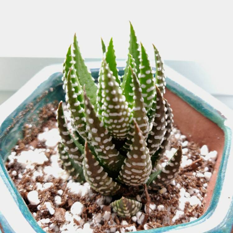 plant image 941178