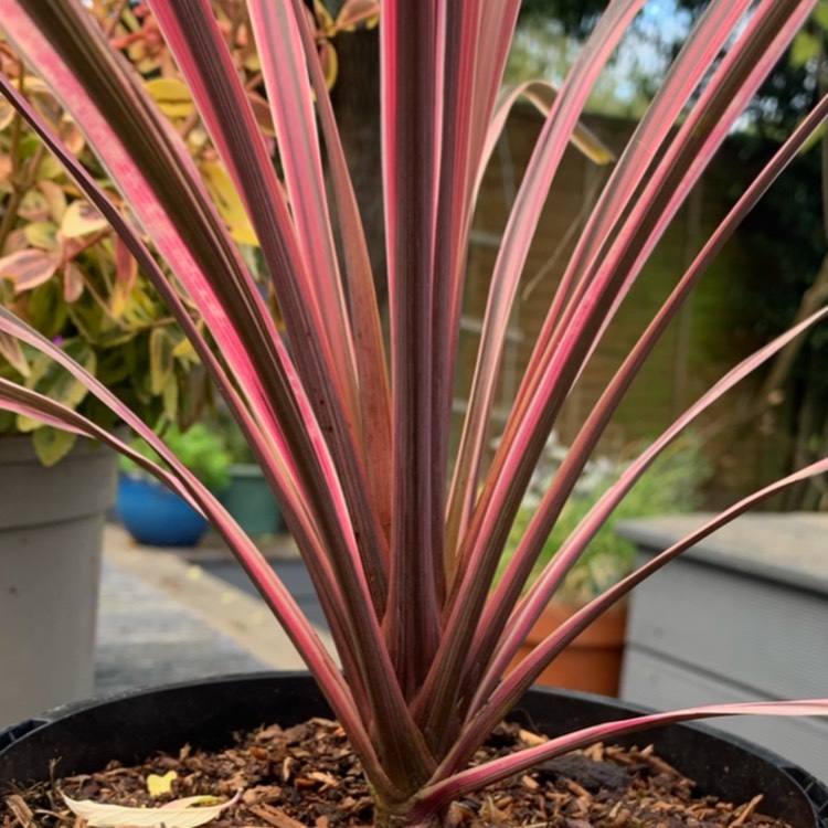 plant image 1631276