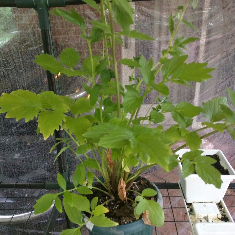 Plant image Valeriana officinalis