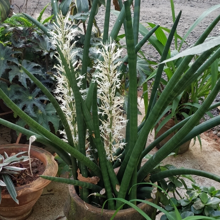 plant image 1244632