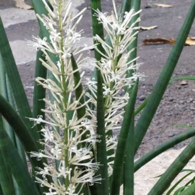 Sansevieria cylindrica