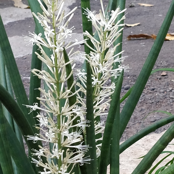 Plant image Sansevieria cylindrica