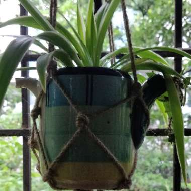 Chlorophytum comosum
