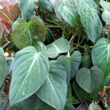 Philodendron Hederaceum Var. Hederaceum