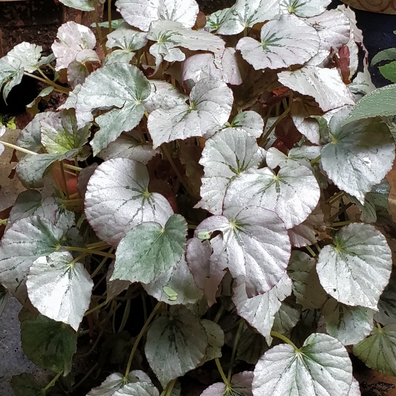 plant image 1495511 plant image 1495511