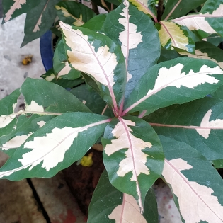 plant image 1497368 plant image 1497368