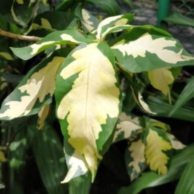 Graptophyllum Pictum