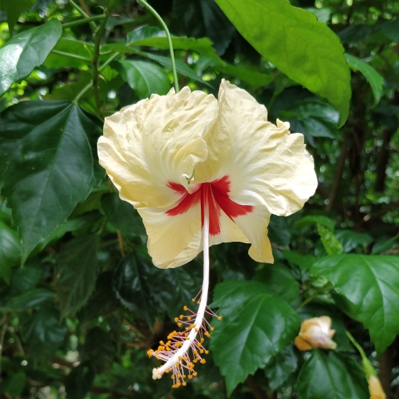 plant image 1508698