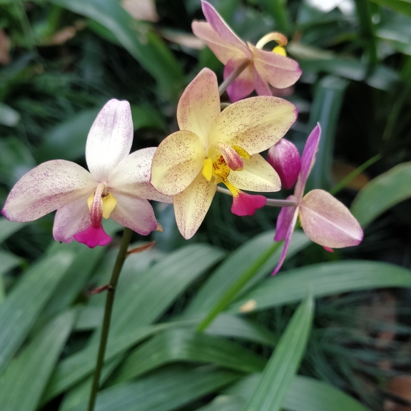 plant image 1561207 plant image 1561207