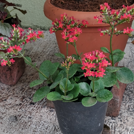 plant image 1566579