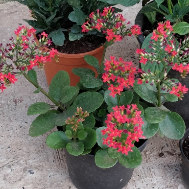 Plant image Kalanchoe blossfeldiana 'Red'