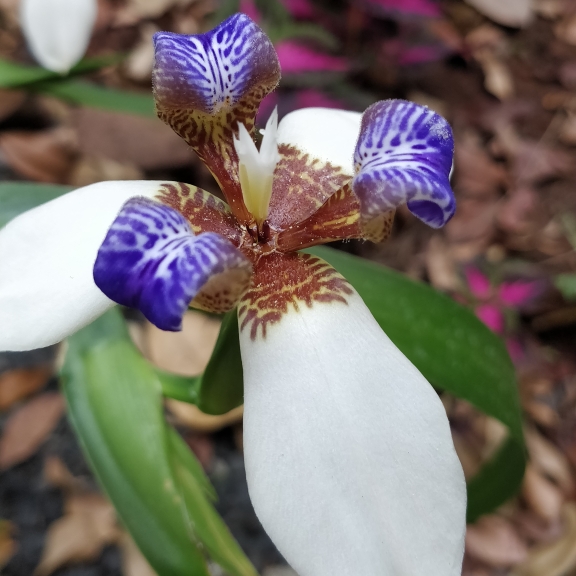 plant image 1570336 plant image 1570336