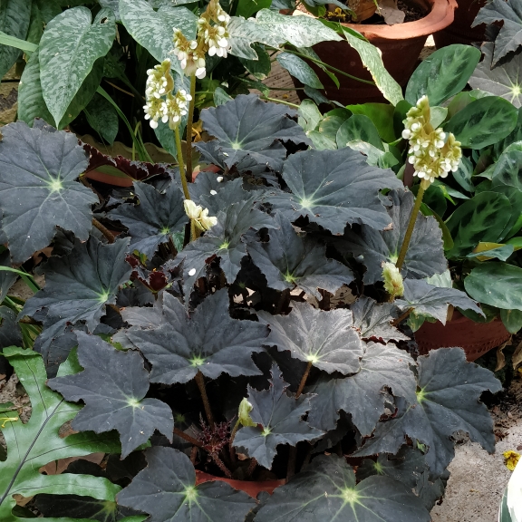 plant image 1572021 plant image 1572021