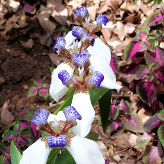 plant image 1575682 plant image 1575682