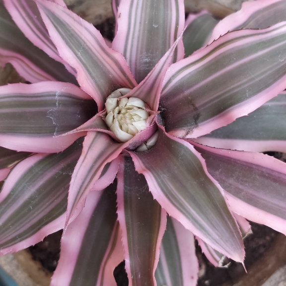 Plant image Cryptanthus Bivittatus