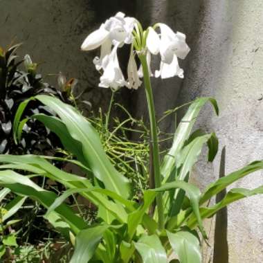 Crinum Asiaticum