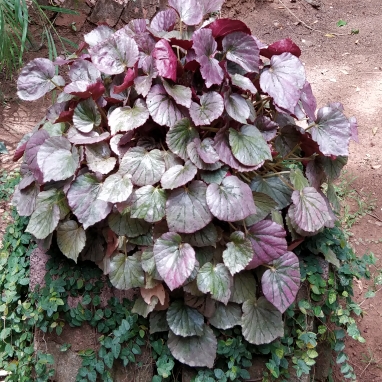 plant image 1590077 plant image 1590077