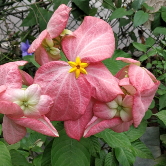 Plant image Mussaenda