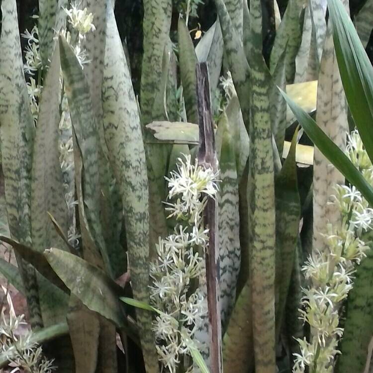 plant image 289217