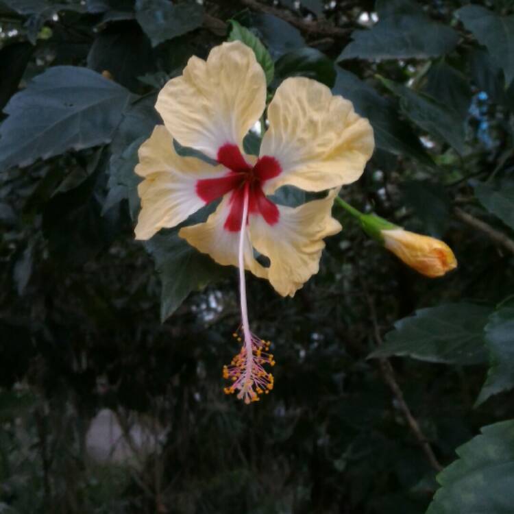 plant image 289434