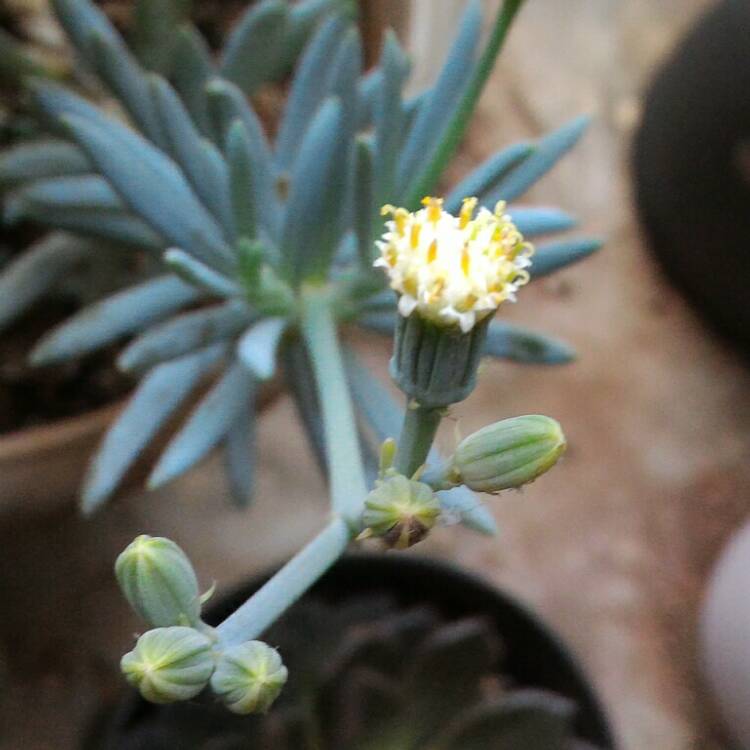 Plant image Senecio mandraliscae