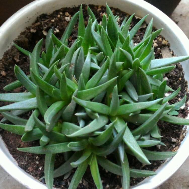 Plant image Delosperma nubigenum