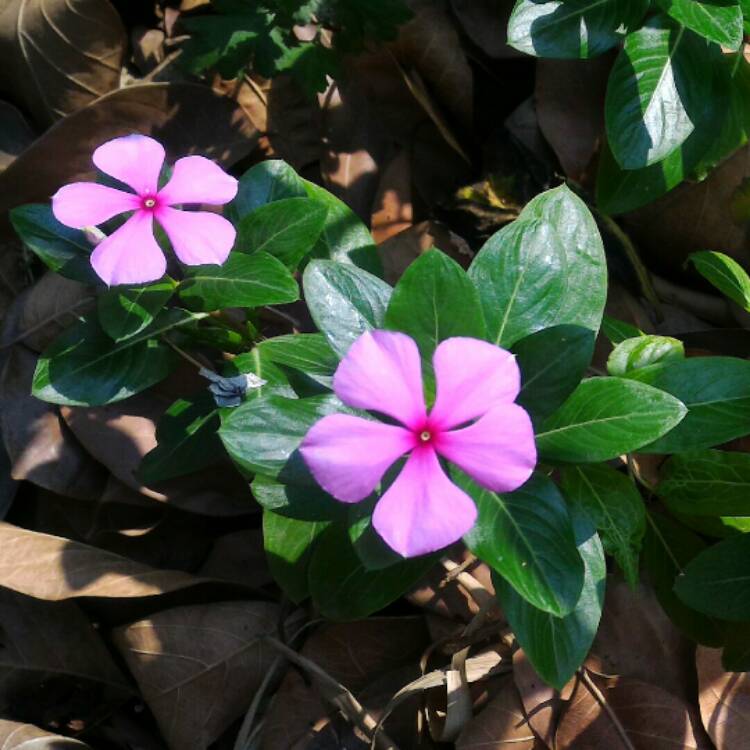 plant image 289791