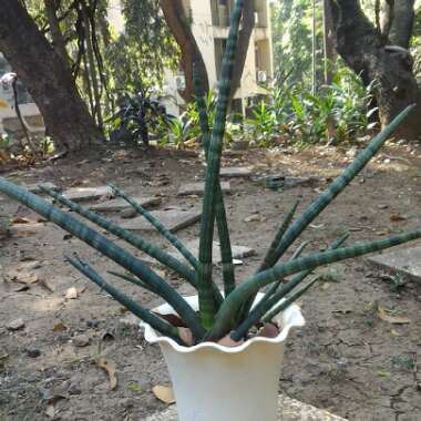 Sansevieria cylindrica