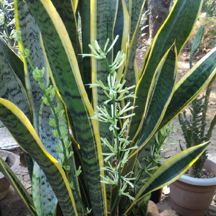 plant image 290822