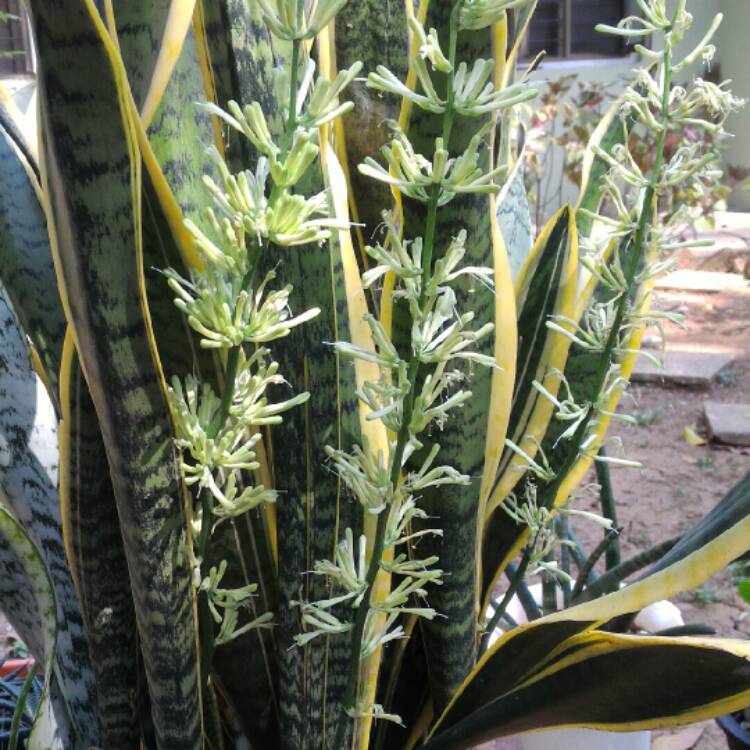 plant image 290825