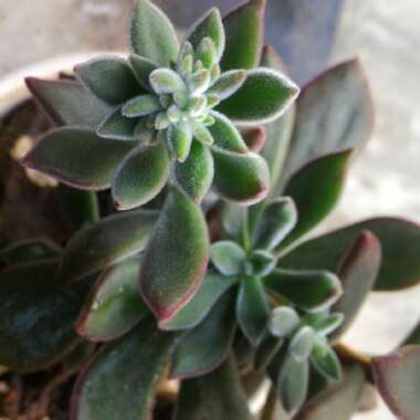 Echeveria Pulvinata var. Pulvinata