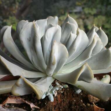 Echeveria Runyonii var. Topsy Turvy