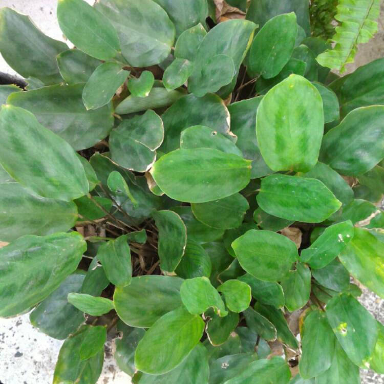 Plant image Maranta leuconeura 'Kerchoveana'