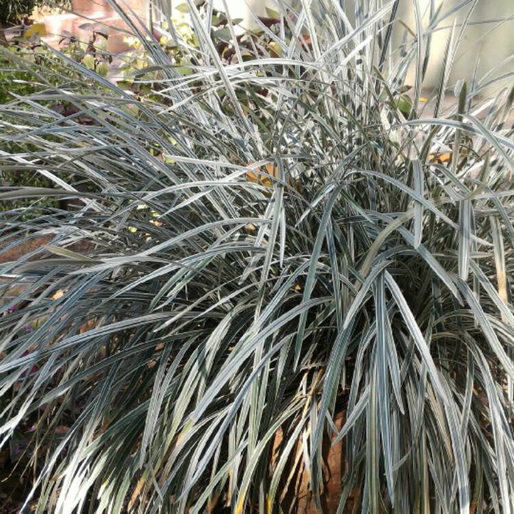 plant image 296514