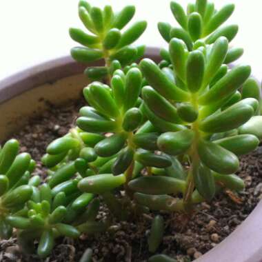 Sedum Rubrotinctum